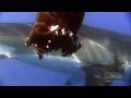 Большая белая акула (лат. Carcharodon carcharias)