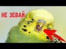 Попробуй не зевать ЧЕЛЛЕНДж Try not to yawn Pets