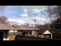 Енот перебирается с дома на дом по высоковольтным проводам