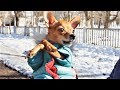 Собаки бывают разные милые и опасные Приколы про с