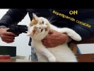 Смешные кошки и Смешные коты - обзор котов с летаю