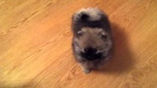 The cute puppy is nervous / Щенок психует