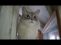 Котэ негодует