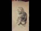 Кота звали?