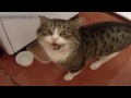 Кошки подшофе