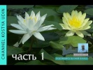 Какие растения выбрать для пруда. Водные растения