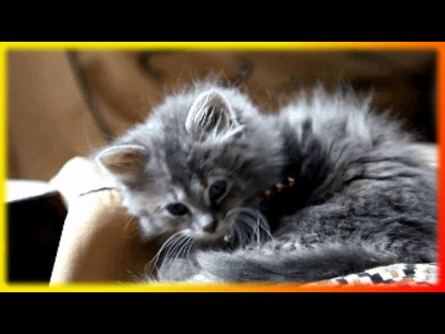 Самые смешные приколы Апрель 2016 | 44