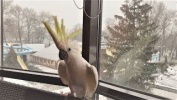 Новогодние приколы про животных 2017 Подборка
