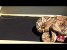 Real Snake In Box Prank