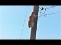 Весна пришла! Котики прилетели  Коты верхолазы