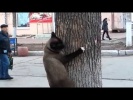 Весна пришла - коты сходят с ума