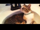 Very Lazy Cats. Funny Crazy Cats 2016 | Очень Ленивые Коты. Смешные Сумасшедшие Кошки 2016