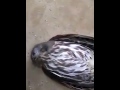 Сова не расчитала траекторию полета