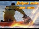 Про животных Спасение животных
