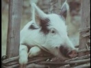 Ретивый поросенок (фильм)