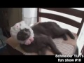Животные приколы жесть