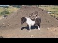 НУ ОЧЕНЬ СМЕШНЫЕ ЖИВОТНЫЕ Угарные Кони