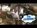 Прикольные и милые видео с Животным с Русской
