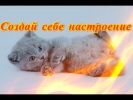 Смешные прикольные кошки собаки Позитив Для детей и не толькоСоздай себе хорошее настроение