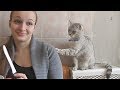 ПРИКОЛЫ ПРО КОШЕК 2017 Коты просят еды