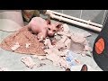 Приколы с животными 2018 Смешные Животные на Видео