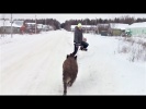 Самые смешные видео про животных Приколы 2018