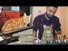 ПОЮЩИЕ КОШКИ И СОБАКИ Приколы с животными 2018