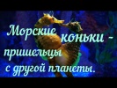 Морские коньки пришельцы?