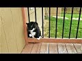 Видео приколы про животных смешные видео домашние