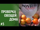 Озонатор Гроза #3. Качество помидоров