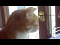 кот гавкает на голубя))))))))))))))))))))))))))))