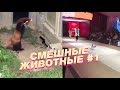 Подборка СМЕШНЫХ ВИДЕО про животных #1