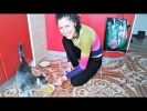Смешные кошки коты и собаки До Слез Как мы кушаем
