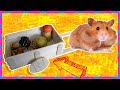 Кормушка для хомяка в виде тележки