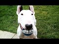 Приколы про кошек и собак Смешные животные Funny
