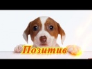 Смешные кошки коты собаки  Позитив Для детей Создай себе хорошее настроение