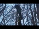 Спасение орлана