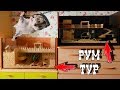 Рум тур по клетке хомяка