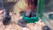 Сальто в исполнении хомяка)
