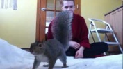 Squirrel Playing