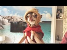 Смешные собаки Приколы про собак Funny Dogs 2017 #