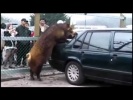 Кабан на Вольво