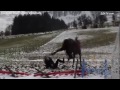 Приколы с животными №15 Fun with animals #15