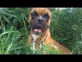 СОБАКА ЧИХАЕТ НА КАМЕРУ НА СЪЕМКАХ ВИДЕО Смешные с