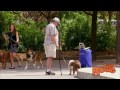 Free Epic Dog Prank - Just Kidding Pranks