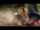 PUPPY ON FIRE!