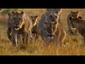Самые опасные животные в мире ( стайные охотники )