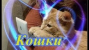 Приколные и смешные кошки Позитив Создай себе хорошее настроение