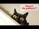 8 способов заработать на коте и кошке в 2019