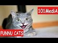 Постарайся не рассмеяться - Самые Смешные Коты